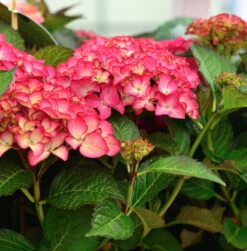 Bauernhortensie Frisbee Hot Pink 30-40cm - Hydrangea Macrophylla