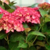 Bauernhortensie Frisbee Hot Pink 40-60cm - Hydrangea Macrophylla -Hortensies Geschaft Hydrangea macrophylla Frisbee Hot Pink