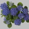 Bauernhortensie Hopcorn® 30-40cm - Hydrangea Macrophylla -Hortensies Geschaft Hydrangea macrophylla Hopcorn
