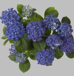 Bauernhortensie Hopcorn® 30-40cm - Hydrangea Macrophylla