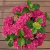 Bauernhortensie Hot Red 30-40cm - Hydrangea Macrophylla -Hortensies Geschaft Hydrangea macrophylla Hot Red BLWS340031