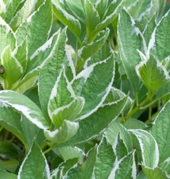 Bauernhortensie Light O Day 40-60cm - Hydrangea Macrophylla