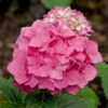 Bauernhortensie Red Baron 40-60cm - Hydrangea Macrophylla -Hortensies Geschaft Hydrangea macrophylla Red Baron