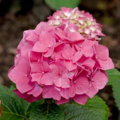 Bauernhortensie Red Baron 40-60cm - Hydrangea Macrophylla