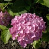 Bauernhortensie Schöne Bautznerin 40-60cm - Hydrangea Macrophylla -Hortensies Geschaft Hydrangea macrophylla SchoneBautznerin