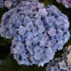 Bauernhortensie You&Me Together 30-40cm - Hydrangea Macrophylla