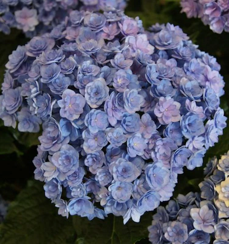 Bauernhortensie You&Me Together 30-40cm - Hydrangea Macrophylla 3 Bauernhortensie You&Me Together 30-40cm - Hydrangea Macrophylla