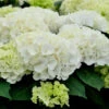 Bauernhortensie Bianco® 30-40cm - Hydrangea Macrophylla -Hortensies Geschaft Hydrangea macrophyllaBianco