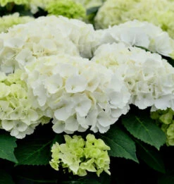 Bauernhortensie Bianco® 30-40cm - Hydrangea Macrophylla