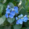 Bauernhortensie Blaumeise 30-40cm - Hydrangea Macrophylla -Hortensies Geschaft Hydrangea macrophyllaBlaumeise