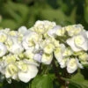 Bauernhortensie Caipirinha® 30-40cm - Hydrangea Macrophylla -Hortensies Geschaft Hydrangea macrophyllaCaipirinha