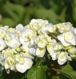Bauernhortensie Caipirinha® 30-40cm - Hydrangea Macrophylla