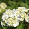 Bauernhortensie Lanarth White 30-40cm - Hydrangea Macrophylla -Hortensies Geschaft Hydrangea macrophyllaLanarthWhite