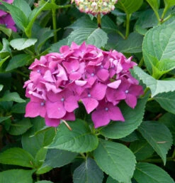 Bauernhortensie Leuchtfeuer 60-80cm - Hydrangea Macrophylla