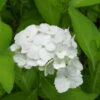Bauernhortensie Nymphe 30-40cm - Hydrangea Macrophylla -Hortensies Geschaft Hydrangea macrophyllaNymphe