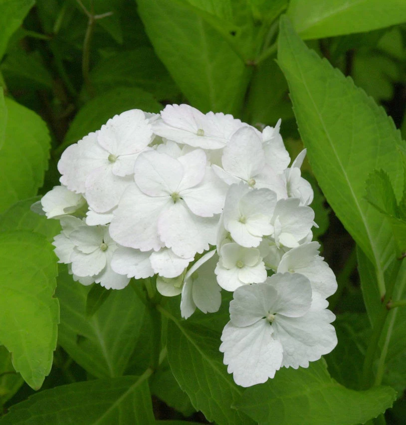 Bauernhortensie Nymphe 30-40cm - Hydrangea Macrophylla 3 Bauernhortensie Nymphe 30-40cm - Hydrangea Macrophylla