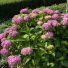 Bauernhortensie Sonnenstein® 40-60cm - Hydrangea Macrophylla -Hortensies Geschaft Hydrangea macrophyllaSonnenstein