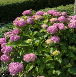 Bauernhortensie Sonnenstein® 40-60cm - Hydrangea Macrophylla