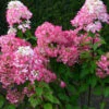 Rispenhortensie Bloody Merry 60-80cm - Hydrangea Paniculata -Hortensies Geschaft Hydrangea paniculata Bloody Merry