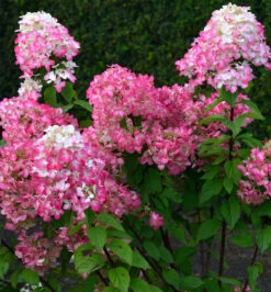 Rispenhortensie Bloody Merry 60-80cm - Hydrangea Paniculata