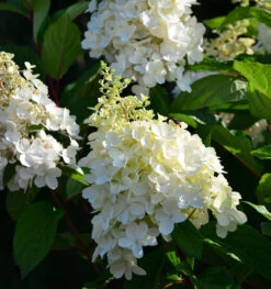 Hochstamm Rispenhortensie Candle Light® 60-80cm - Hydrangea Paniculata