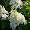 Hochstamm Rispenhortensie Candle Light® 100-125cm - Hydrangea Paniculata 1 Hochstamm Rispenhortensie Candle Light® 100-125cm - Hydrangea Paniculata -Hortensies Geschaft Hydrangea paniculata CandleLight