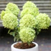 Rispenhortensie Candle Light® 60-80cm - Hydrangea Paniculata