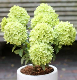 Rispenhortensie Candle Light® 60-80cm - Hydrangea Paniculata