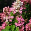 Rispenhortensie Fire Light 40-60cm - Hydrangea Paniculata -Hortensies Geschaft Hydrangea paniculata Fire Light