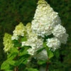 Rispenhortensie Hercules 60-80cm - Hydrangea Paniculata -Hortensies Geschaft Hydrangea paniculata Hercules 1