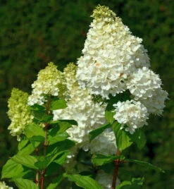 Rispenhortensie Hercules 60-80cm - Hydrangea Paniculata