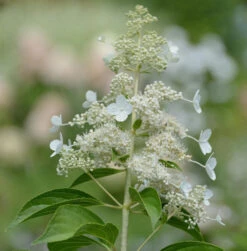 Rispen Hortensie Kyushu 80-100cm - Hydrangea Paniculata