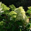 Rispenhortensie Little Blossom 60-80cm - Hydrangea Paniculata -Hortensies Geschaft Hydrangea paniculata Little Blossom