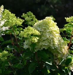 Rispenhortensie Little Blossom 60-80cm - Hydrangea Paniculata