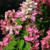 Rispenhortensie Little Quick Fire® 40-60cm - Hydrangea Paniculata -Hortensies Geschaft Hydrangea paniculata Little QuickFire