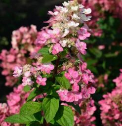 Rispenhortensie Little Quick Fire® 40-60cm - Hydrangea Paniculata