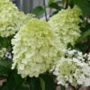 Rispenhortensie Little Spooky 20-30cm - Hydrangea Paniculata -Hortensies Geschaft Hydrangea paniculata Little Spooky
