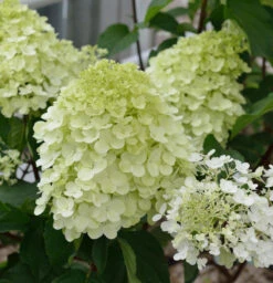 Rispenhortensie Little Spooky 20-30cm - Hydrangea Paniculata