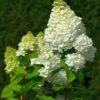 Rispenhortensie Magical Moonlight 80-100cm - Hydrangea Paniculata -Hortensies Geschaft Hydrangea paniculata Magical Moonlight
