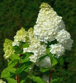 Rispenhortensie Magical Moonlight 80-100cm - Hydrangea Paniculata