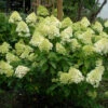 Rispenhortensie Mojito 60-80cm - Hydrangea Paniculata -Hortensies Geschaft Hydrangea paniculata Mojito