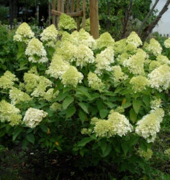 Rispenhortensie Mojito 60-80cm - Hydrangea Paniculata