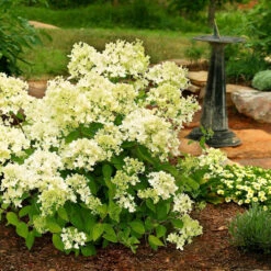 Rispenhortensie Mont Blanc® 60-80cm - Hydrangea Paniculata
