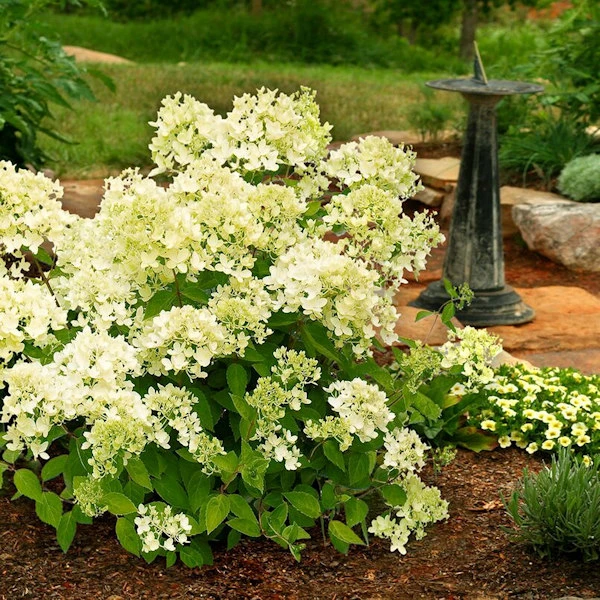 Rispenhortensie Mont Blanc® 60-80cm - Hydrangea Paniculata 3 Rispenhortensie Mont Blanc® 60-80cm - Hydrangea Paniculata