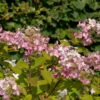 Rispenhortensie Pink Diamand 60-80cm - Hydrangea Paniculata -Hortensies Geschaft Hydrangea paniculata Pink Diamand 1