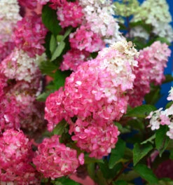 Rispenhortensie Pink And Rose 125-150cm - Hydrangea Paniculata