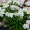 Rispenhortensie Pinklight 60-80cm - Hydrangea Paniculata -Hortensies Geschaft Hydrangea paniculata Pinklight