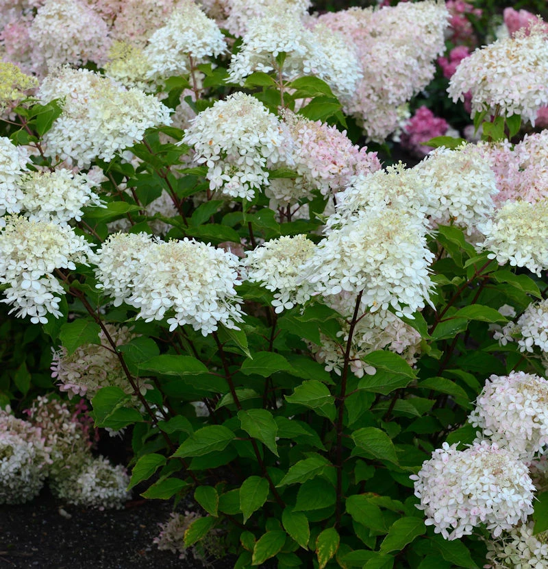 Rispenhortensie Pinklight 60-80cm - Hydrangea Paniculata 3 Rispenhortensie Pinklight 60-80cm - Hydrangea Paniculata
