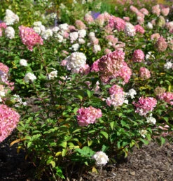 Rispenhortensie Pinky Promise 40-60cm - Hydrangea Paniculata