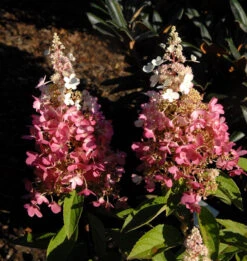 Hochstamm Rispenhortensie Pinky Winky® 40-60cm - Hydrangea Paniculata